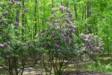 Nestled in the woods on a peaceful 3.169-acre lot, this inviting - photo 27