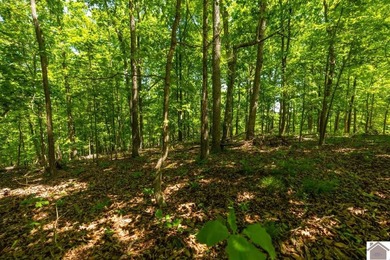Secluded property on Bailey Cemetery Rd. in New Concord, KY - photo 19