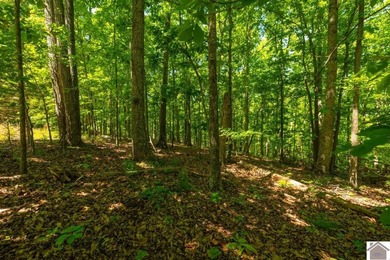 Secluded property on Bailey Cemetery Rd. in New Concord, KY - photo 20