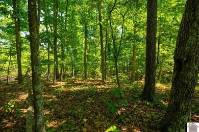 Secluded property on Bailey Cemetery Rd. in New Concord, KY - photo 21