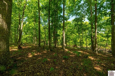 Secluded property on Bailey Cemetery Rd. in New Concord, KY - photo 22