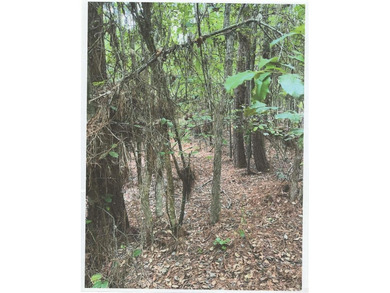 20 acres of prime timber land. Situated in Southern Nevada - photo 11