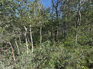 Partially wooded recreational Bear Lake Ranchettes lot with room - photo 8