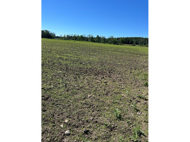 This approximately 40 acres would make the ideal hunting setup - photo 14