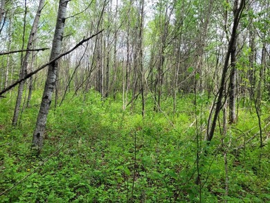Looking for hunting land? Land to play on? Land to build on? - photo 11