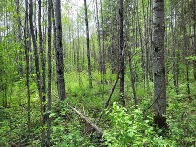 Looking for hunting land? Land to play on? Land to build on? - photo 12