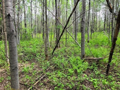 Looking for hunting land? Land to play on? Land to build on? - photo 13