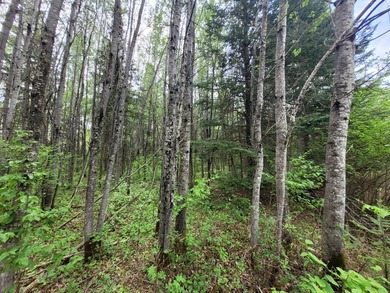 Looking for hunting land? Land to play on? Land to build on? - photo 16