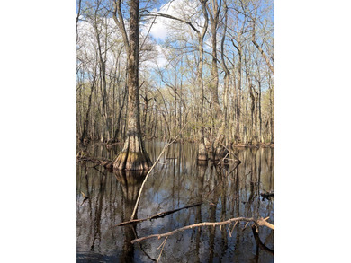Lying in the heart of the Mississippi Delta, these Minter City - photo 3
