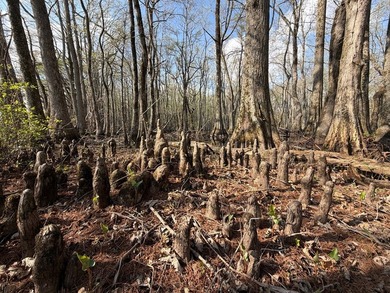Lying in the heart of the Mississippi Delta, these Minter City - photo 7