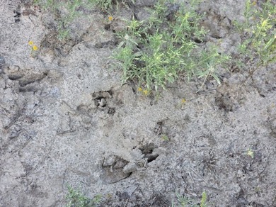 Highlights: - over 35 acres of gently rolling pastureland - photo 11