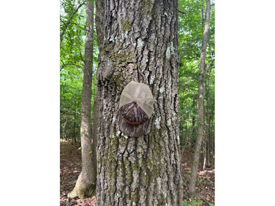 Located just north of Bruce, this 39 acre tract offers a strong - photo 9