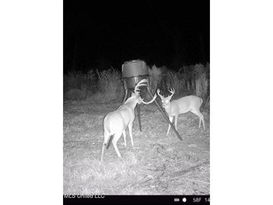 +/- 37 acres located in the Tuscolameta Creek bottom along the - photo 25