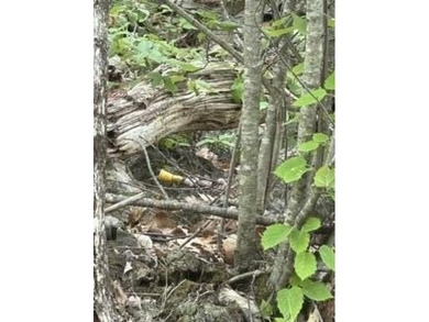 This woodland of property on top of Kings Mountain offers - photo 9
