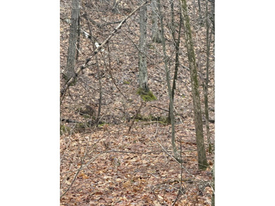 Lovely level wooded lot overlooking a ravine. Quiet, peaceful - photo 12