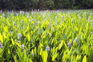 57 Acre Lot NOW AVAILABLE! Live your best bayside lifestyle in - photo 15