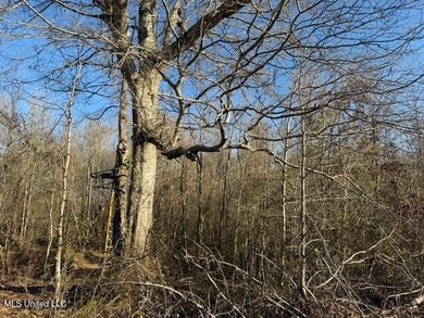 95+/- Acres on Raymond Road - Creek, Ponds, Airstrip, Homesite - photo 39
