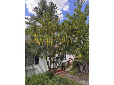 Located in the heart of Machias, this 2-bedroom, 1-bath home is - photo 4