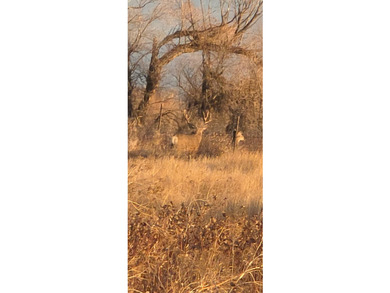 10 parcels of land with approximately. 4 1/2 miles of Missouri - photo 4