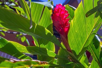 Welcome to Luana Kai A-101, the pinnacle of North Kihei - photo 44