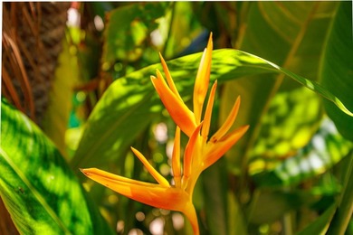 Welcome to Maui Vista Resort! Favored for its direct proximity - photo 32