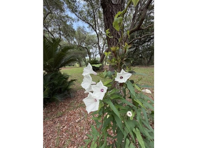 UNMATCHED PRIVACY, SPECTACULAR VIEWS, & ULTIMATE NICEVILLE - photo 47