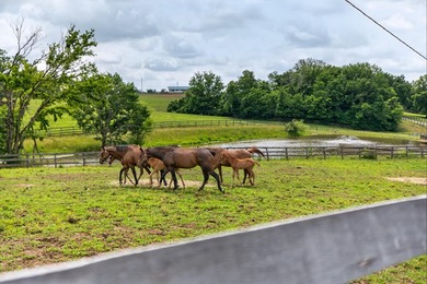 Horse farms of this size and setup are hard to find. Situated on - photo 38