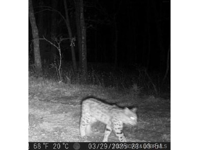 10+/- Acres waiting for your hunting or camping adventures! This - photo 3
