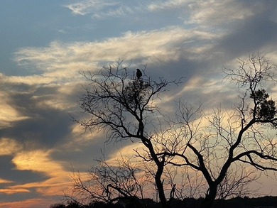 Beautiful live oaks will make a great backdrop for your new home - photo 12