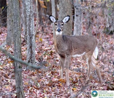 Wild Acres Lake Lot For Sale in Pike Pennsylvania