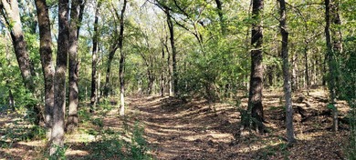 INCREDIBLE land! Keep all 73 acres where you can't see another - photo 4