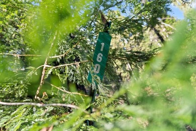 Offering end of the road privacy, this abundantly sunny vacant - photo 16