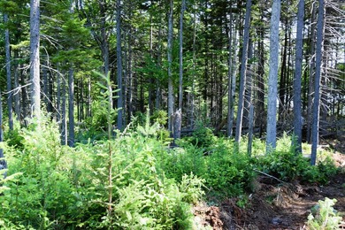 Escape to the heart of Maine's North Woods with this exceptional - photo 6