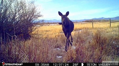 Teton Headwaters Ranch offers 425 contiguous acres in the heart - photo 24