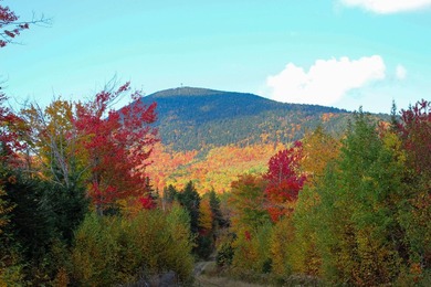 Large 20+ acre tract of land with some amazing mountain views! - photo 2