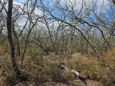 Discover 10.474 acres of beautiful South Texas land in San - photo 7