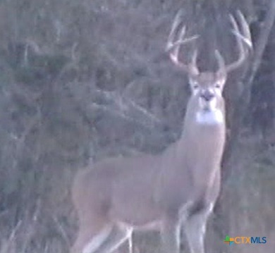Discover 347.01 acres of pristine Central Texas countryside - photo 12