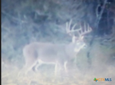 Discover 347.01 acres of pristine Central Texas countryside - photo 13