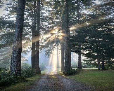 An Enchanted Forest Retreat on 2.88 Acres! Escape to your own - photo 36