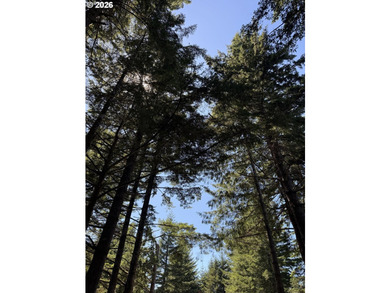 An Enchanted Forest Retreat on 2.88 Acres! Escape to your own - photo 42
