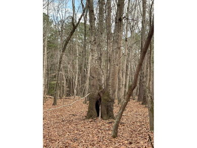 Looking for quiet seclusion near Kerr Lake? This 21 acre wooded - photo 5