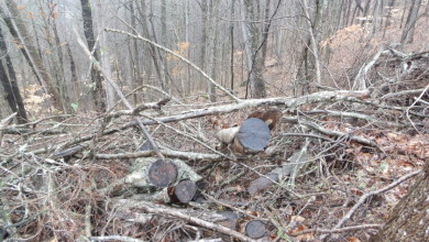 Mixture terrain, 5+ ac surveyed - photo 5