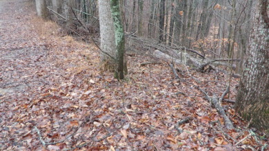 Mixture terrain, 5+ ac surveyed - photo 7