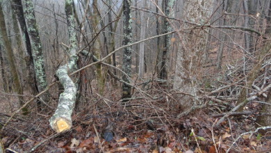 Mixture terrain, 5+ ac surveyed - photo 4