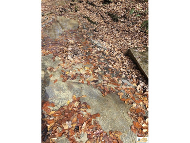 MOTIVATED!!! Make an offer!!! 19.29 Acres of Wooded Paradise - - photo 31