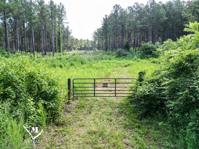 70.11 Acres | Professionally Managed Pine Plantation | Union - photo 4