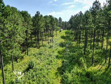 70.11 Acres | Professionally Managed Pine Plantation | Union - photo 5