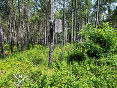 70.11 Acres | Professionally Managed Pine Plantation | Union - photo 7