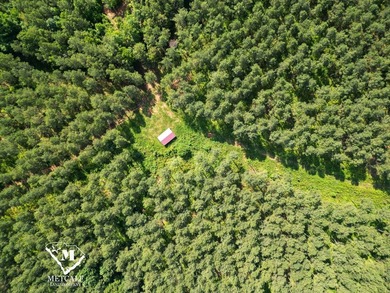 70.11 Acres | Professionally Managed Pine Plantation | Union - photo 10