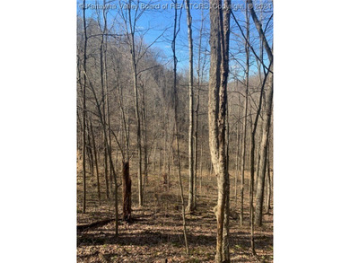 Build your cabin retreat or permanent home on this 115.3 Acres - photo 3